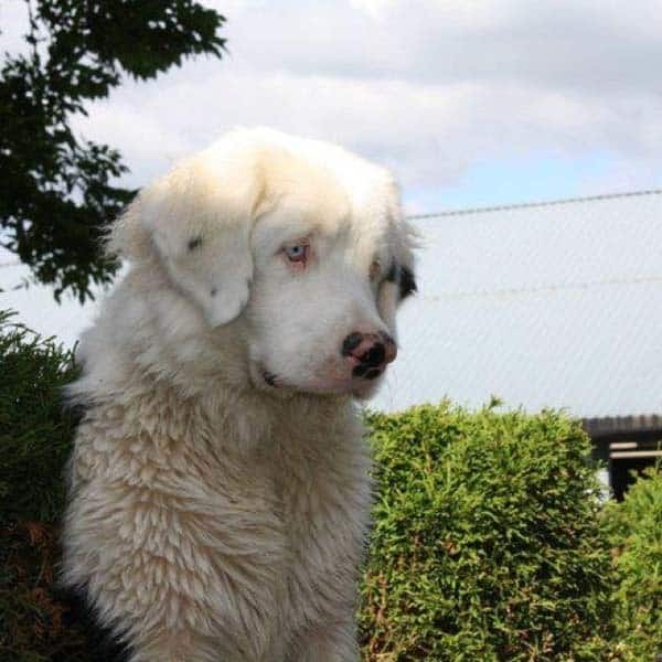 12 Unusual Looking Dogs With Cute Markings. You Will Fall ...