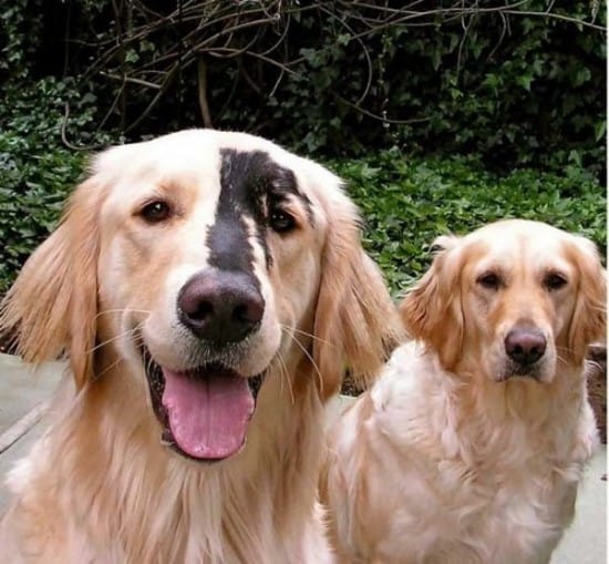 golden-retriever-black-spots