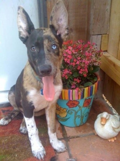 half-black-half-brown-puppy