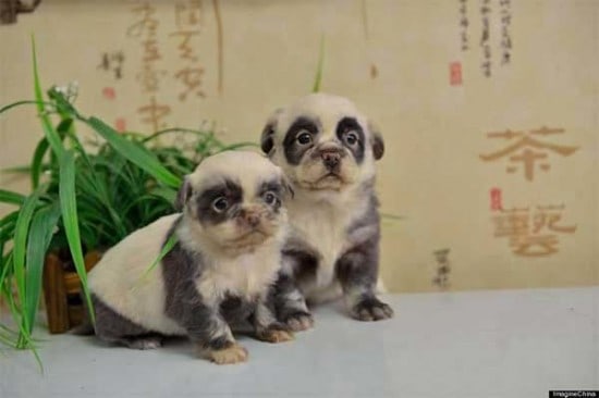 panda-puppies