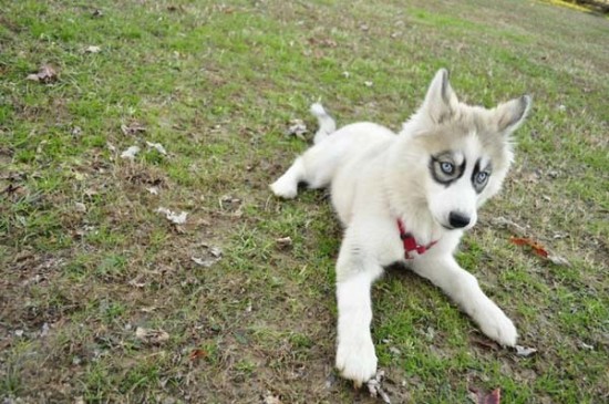 white-black-markings-eyes-puppy