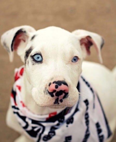 white-dog-bandana