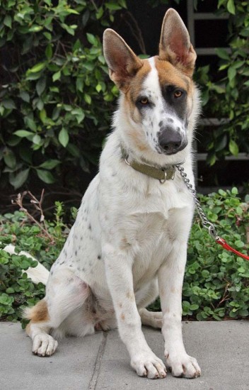 white-german-shepherd-black-eye-spots