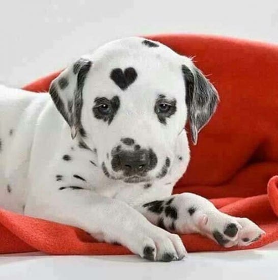 white-puppy-black-heart-markings