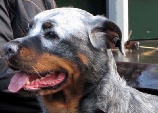 white-rottweiler-dog