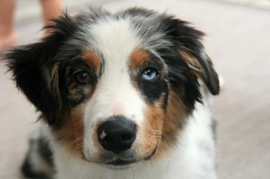 winnie-australian-shepherd-heterochromia