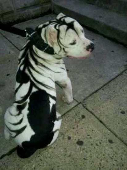 zebra-dog