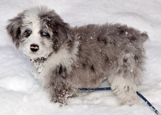 Aussiedoodle-3