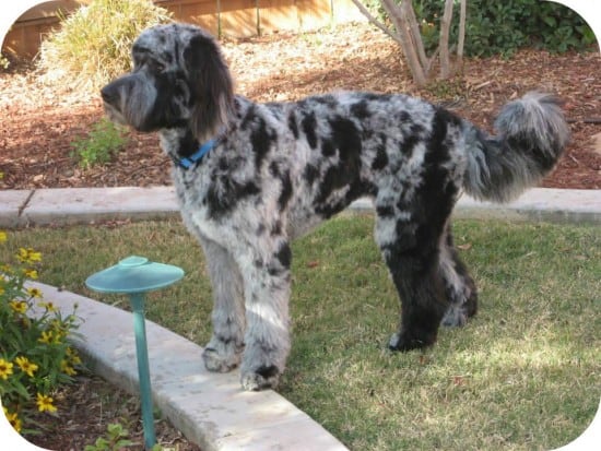 Aussiedoodle-4