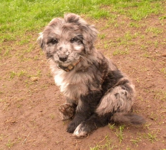 Aussiedoodle