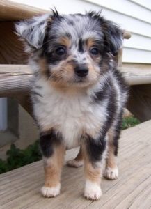 Aussiedoodle-Puppy