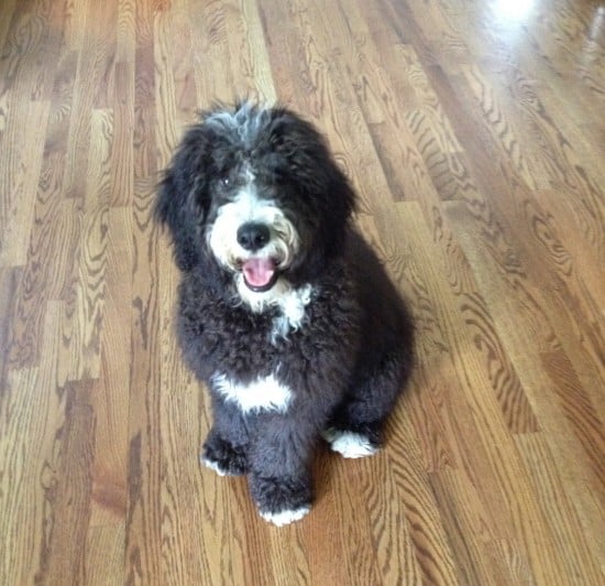 Bernedoodle-2