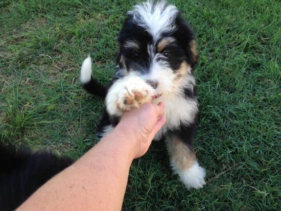 Bernedoodle