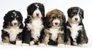 Bernedoodle_puppies