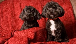 Black-Doxiepoo-dogs