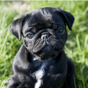 Black-Pugg-Chihuahua-Mix