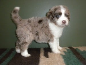 Blue-Eyes-Aussiedoodle