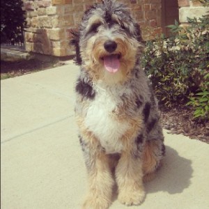 Blue-aussiedoodle