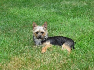 Chorkie-mixed-breed