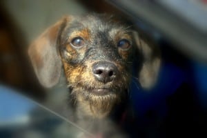 Dachshund-Poodle-Mix