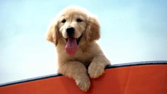 Golden Labrador Puppy on Bodyboard