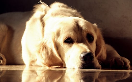 Golden-Labrador-3