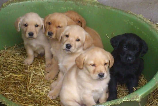 Golden-Labrador-4