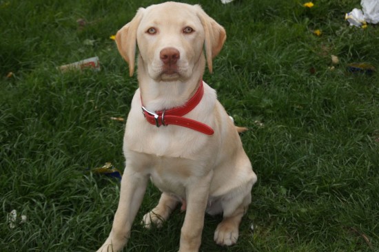 Golden-Labrador