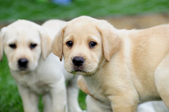 Golden-Labrador-6