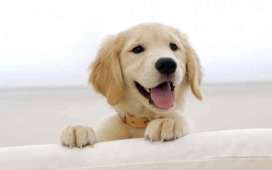 Golden-Labrador-7