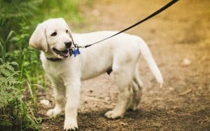 Golden-Labrador-Puppy-Wallpaper