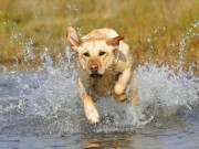 Golden Labrador mixed breed