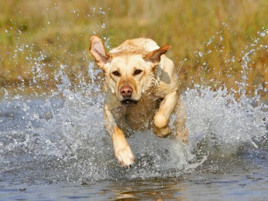 Golden Labrador mixed breed