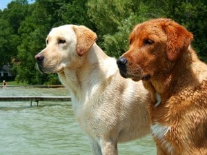 Labrador_Retrievers_yellow_and_red