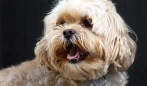 Lhasapoo-mixed-breed-dog