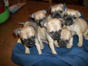 Pug-Puppies