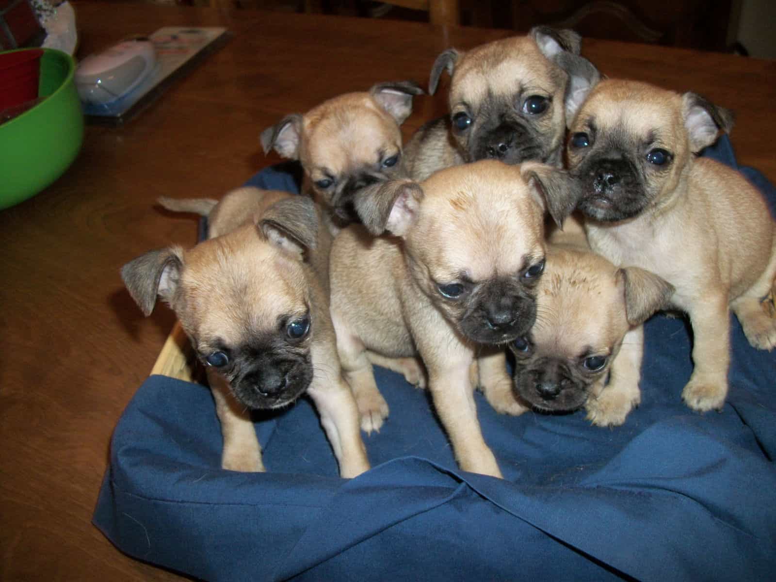 pug and chihuahua mix puppies