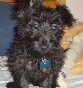 Scottish-Terrier-Poodle-Mix