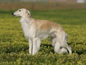 Silken-Windhound-image