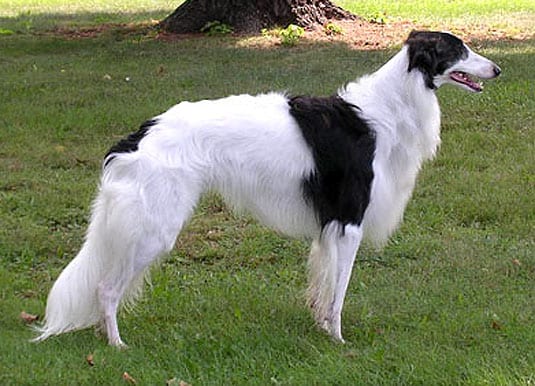 borzoi mix