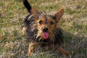 Yorkshire-Terrier-Chihuahua-Mix