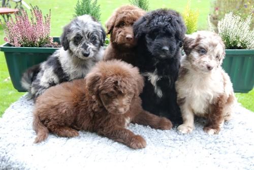 aussiedoodle australian shepherd