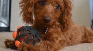 doxiepoo-cute-dog