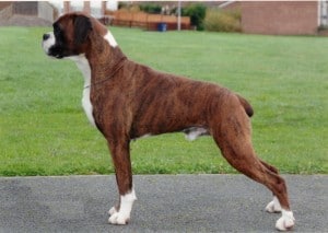 Adult-Boxer-Dog