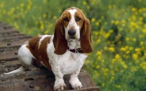 Basset-Hound-dog