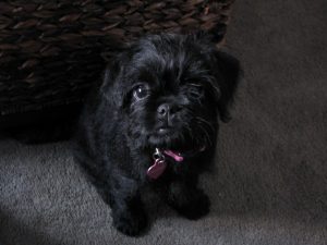 Black-Pugapoo-Mixed-Breed