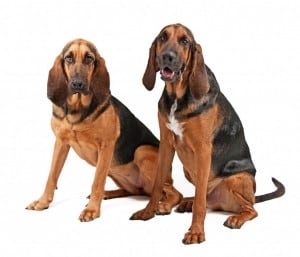 Bloodhound