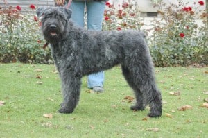 Bouvier-des-Flandres