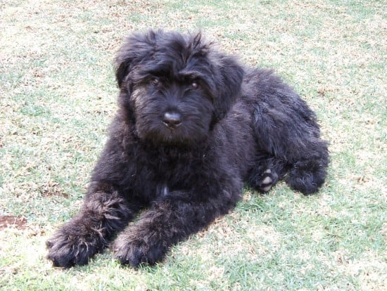 Bouvier-des-Flandres-puppy