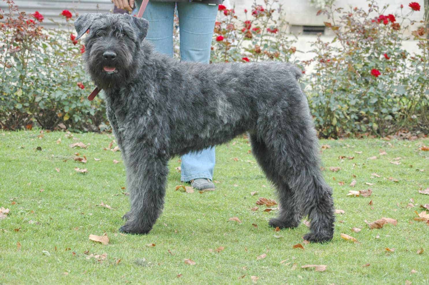 bouvier and poodle mix